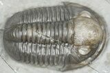 Gorgeous Proetid (Timsaloproetus?) Trilobites - Jorf, Morocco #362867-3